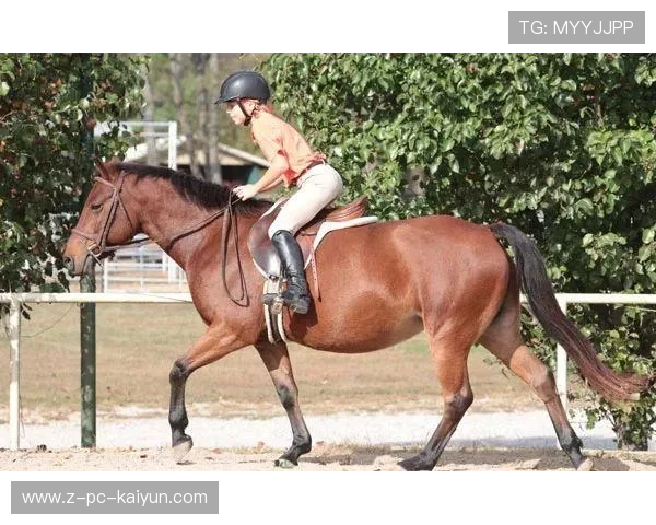 荷兰马术协会引入智能马鞍系统，实现实时数据监测与分析，提升骑乘体验。